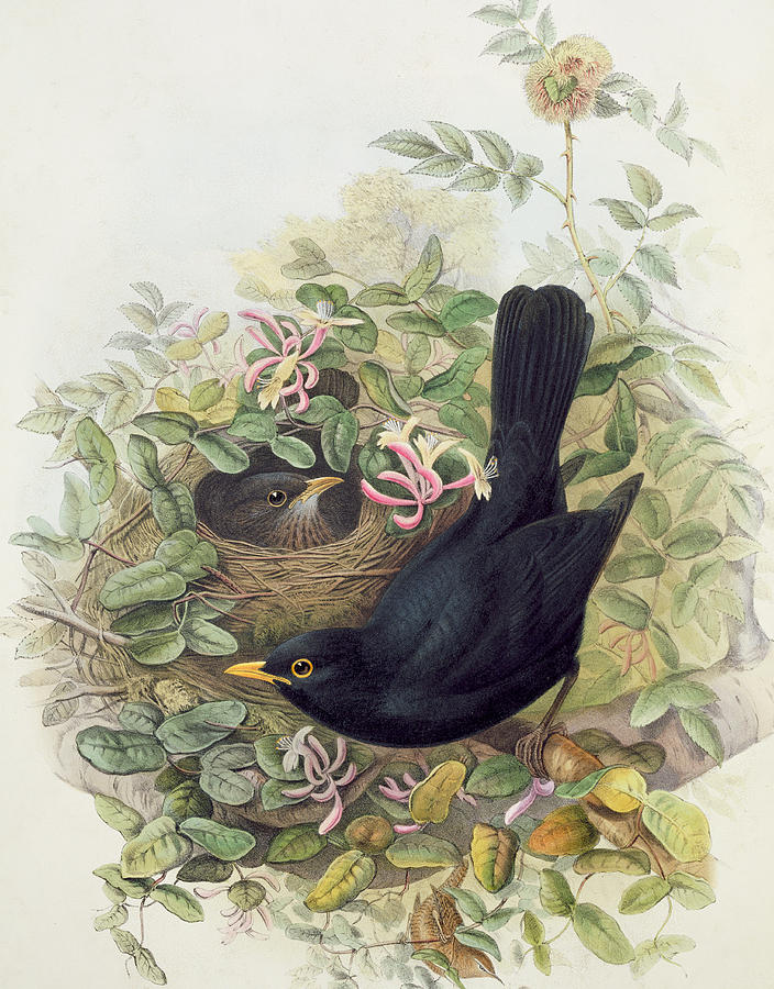 Blackbird,  Painting by John Gould