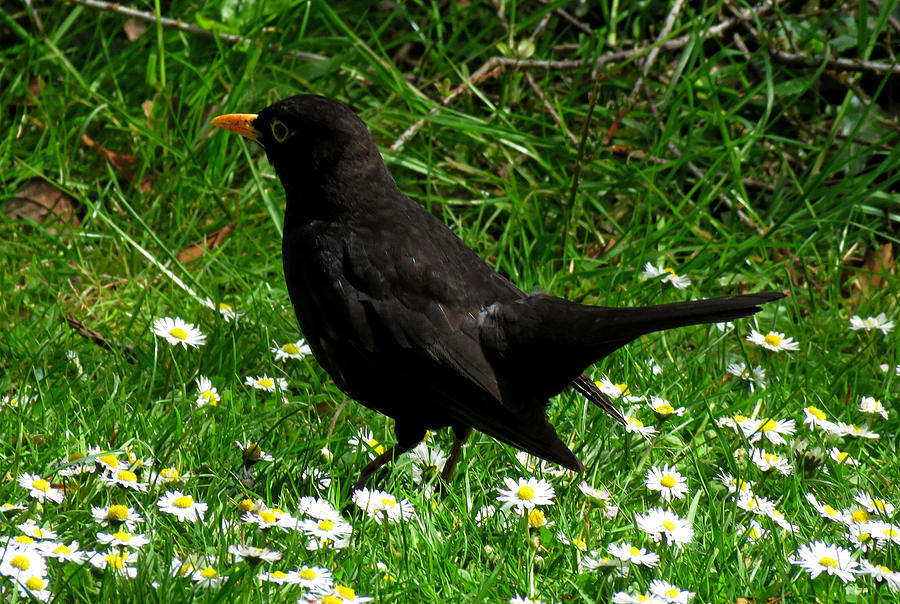 Blackbird Photograph by John Topman