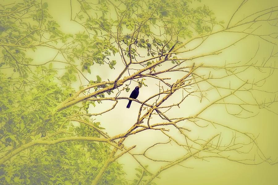 Blackbird June 2016. Photograph by Leif Sohlman