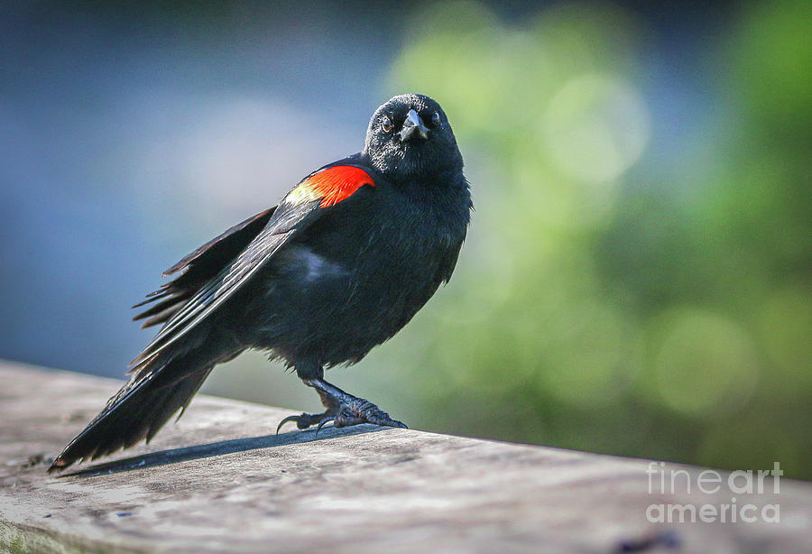 Blackbird Look Photograph by Tom Claud