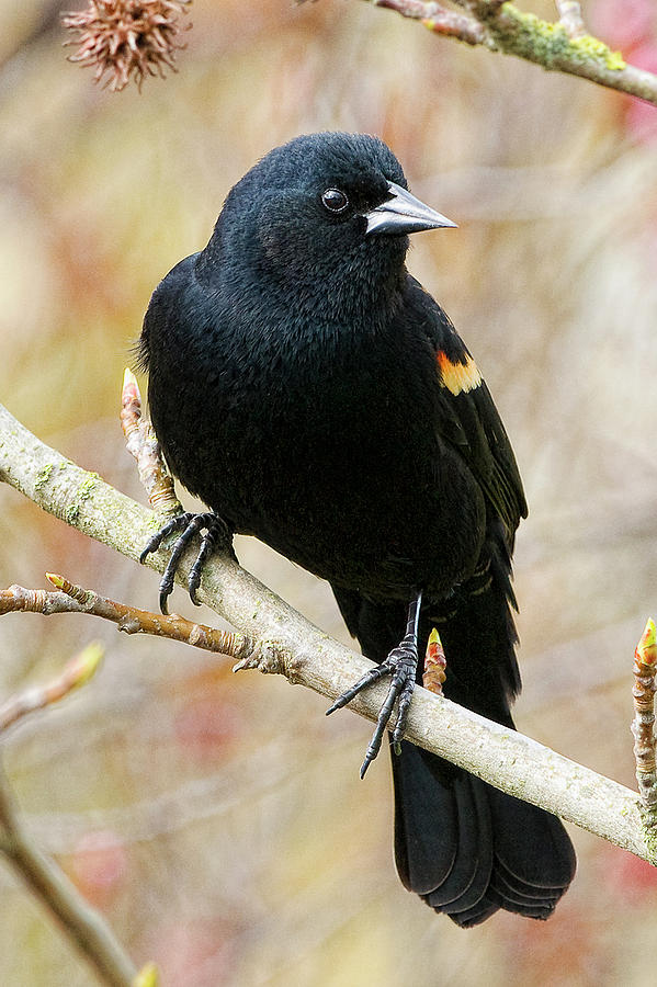 Blackbird Photograph - Blackbird by Mark Hryciw