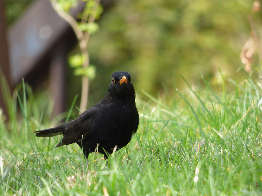 Blackbird Photograph by Miroslav Nemecek - Fine Art America