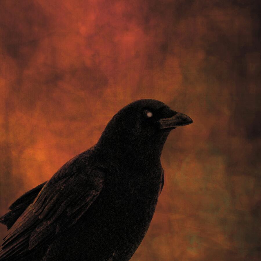 Blackbird On Burnt Orange Photograph by Gothicrow Images - Fine Art America