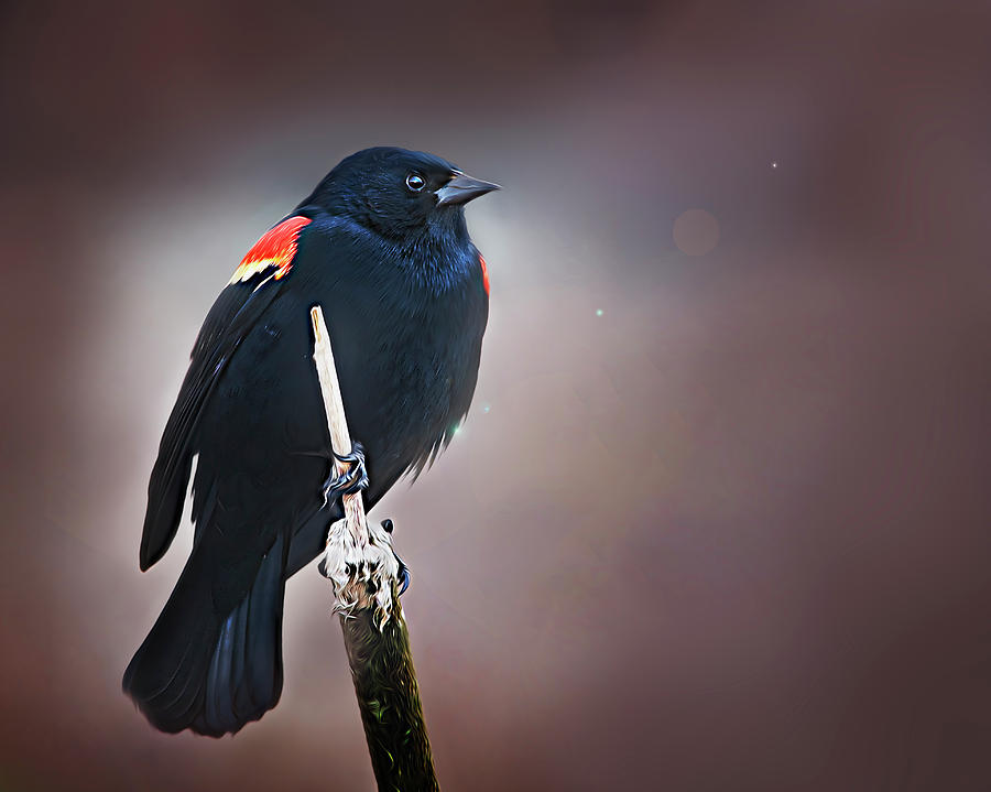 Blackbird on Cattail Photograph by John Christopher