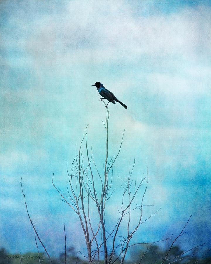 Blackbird on Tree Branches, Blackbird Blue Sky Photograph by Melissa Bittinger