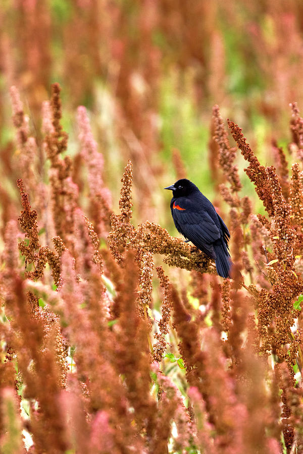 Blackbird Photograph by Paul Riedinger