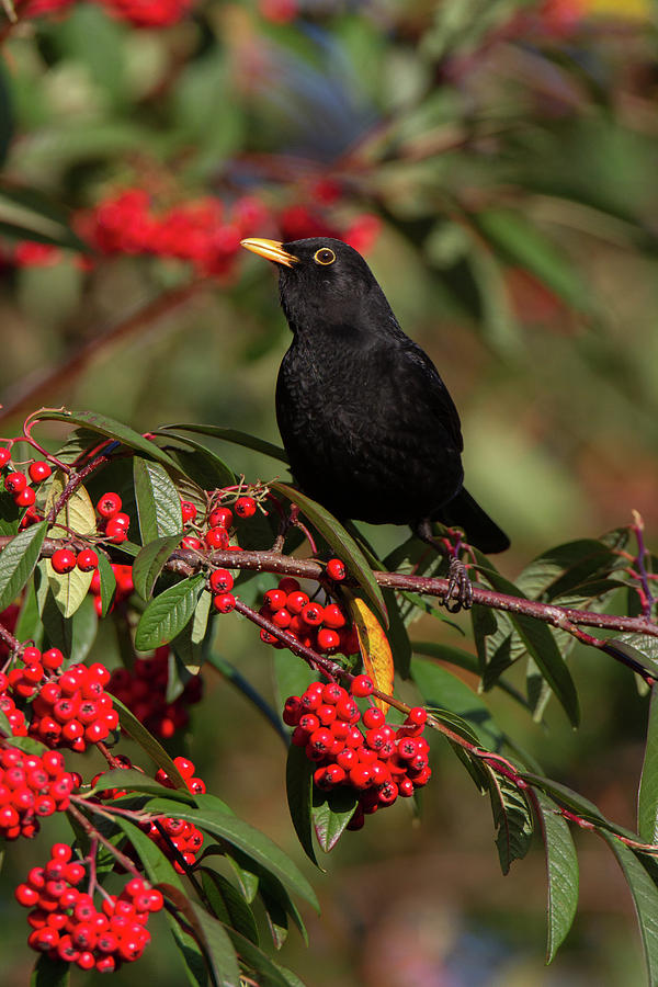 Blackbird Red Berries Photograph by Pete Walkden