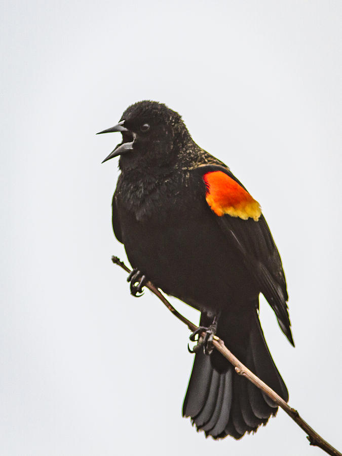 Blackbird Singing Photograph by Jean Noren