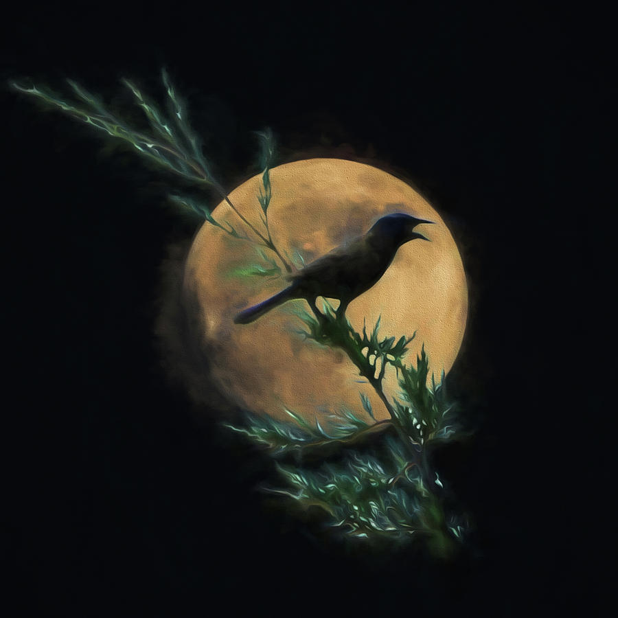 Blackbird Singing Photograph by John Freidenberg