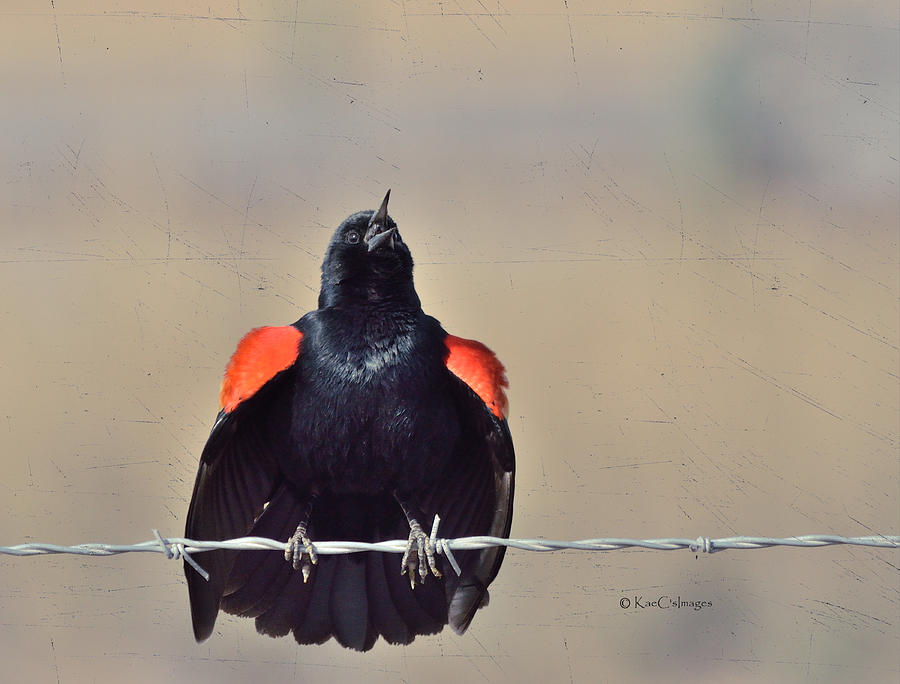 Blackbird Singing Photograph by Kae Cheatham