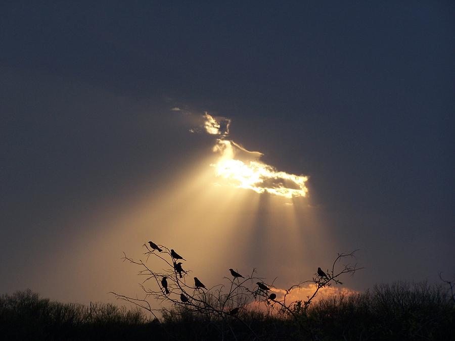 Blackbird Sky Photograph by Gale Cochran-Smith
