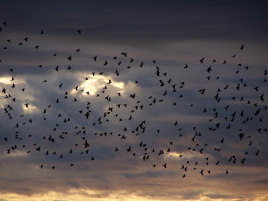 Bird Photograph - Blackbird Sunset by Gene Ritchhart