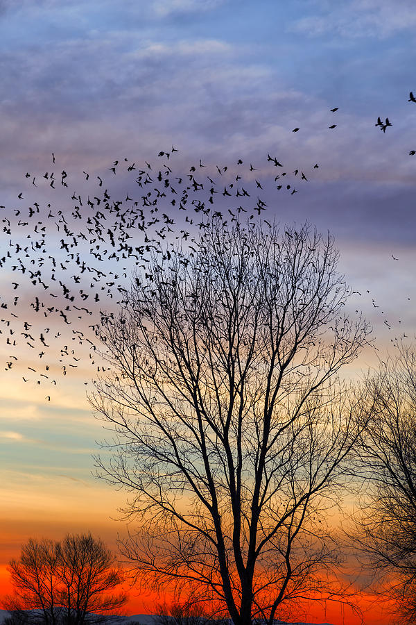 Blackbird Sunset Photograph