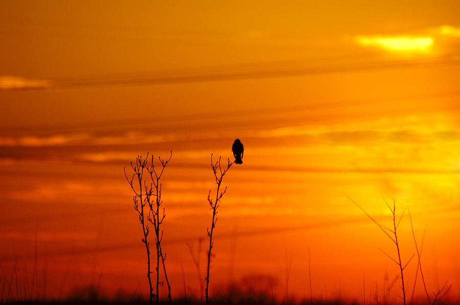 Blackbird Sunset Photograph by Steve Stuller