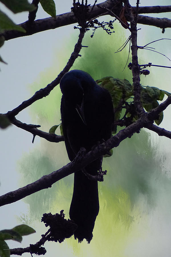 Blackbird  Photograph by Theresa Campbell