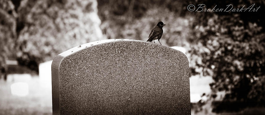 Blackbird tombstone Photograph by Katie Fogarty - Fine Art America