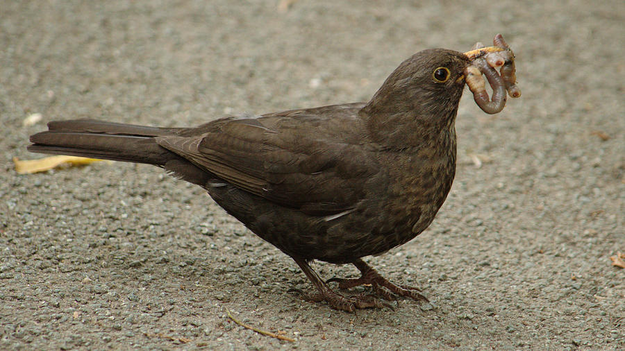 Blackbird With Severed Worm Photograph by Adrian Wale