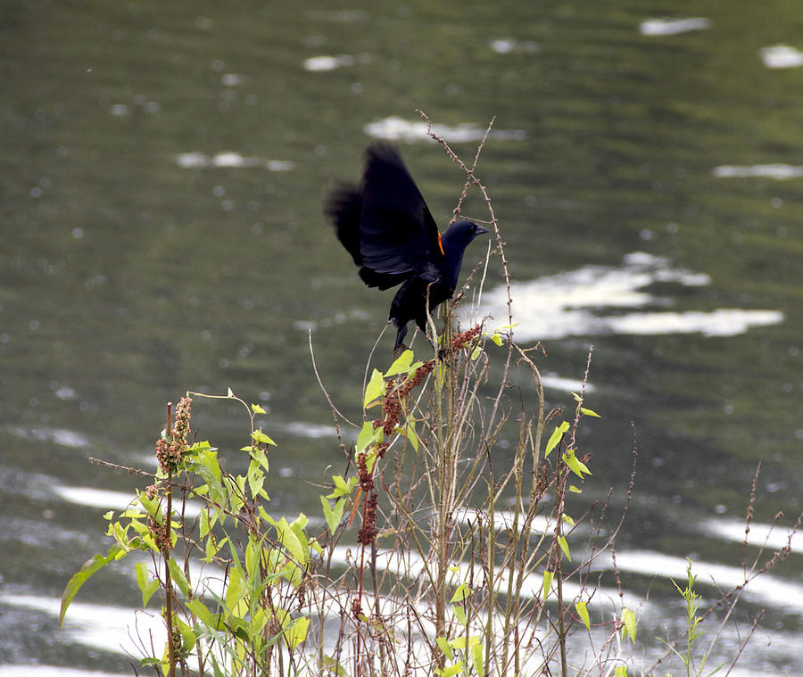Blackbird Photograph by Yelena Rubin