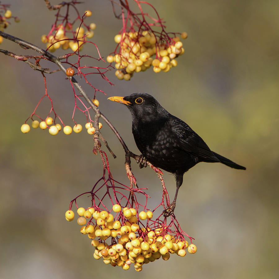 Blackbird Yellow Berries Photograph by Pete Walkden