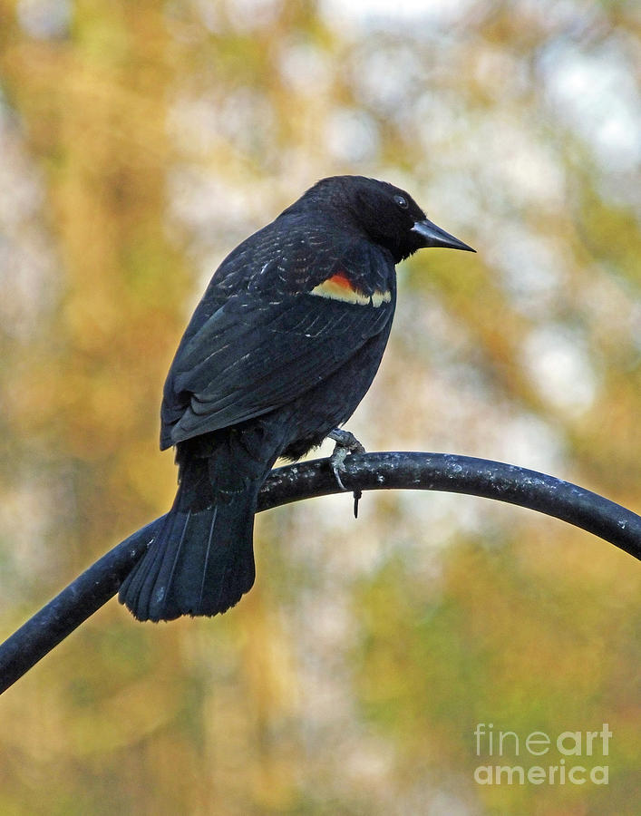 Blackbird16   Photograph by Lizi Beard-Ward