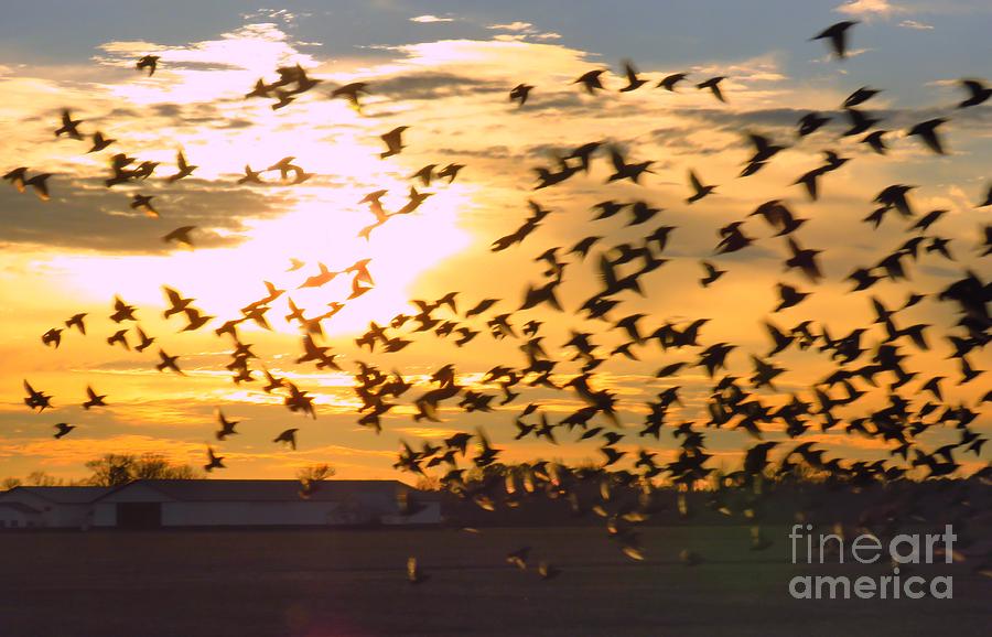 Sunset Photograph - Blackbirds ar sunset by Rrrose Pix