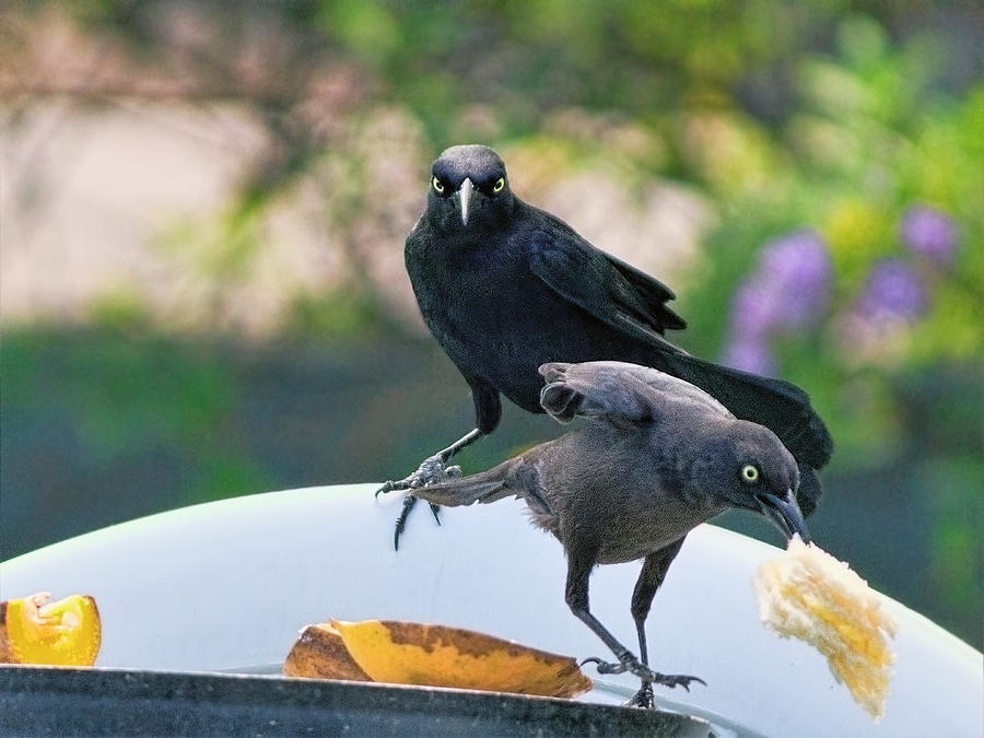 Blackbirds Photograph by Nadia Sanowar