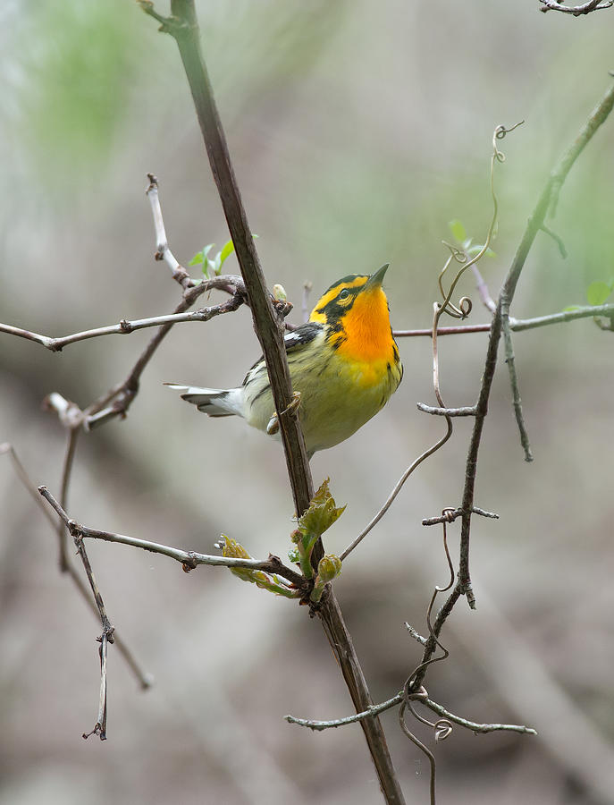 Blackburnian Warbler Photograph by Jim Zablotny