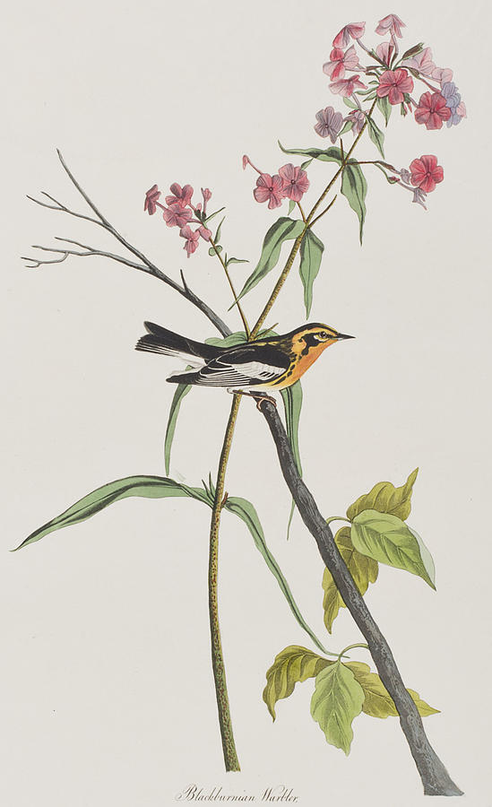 John James Audubon Painting - Blackburnian Warbler by John James Audubon