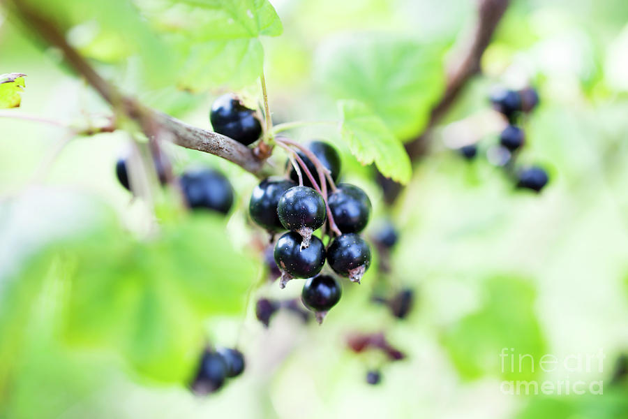 Blackcurrant Photograph by Kati Finell