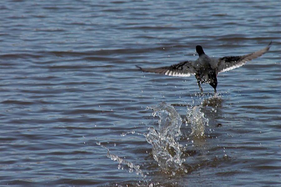 Blackduck Takeoff Run Photograph by Wayne Williams - Fine Art America