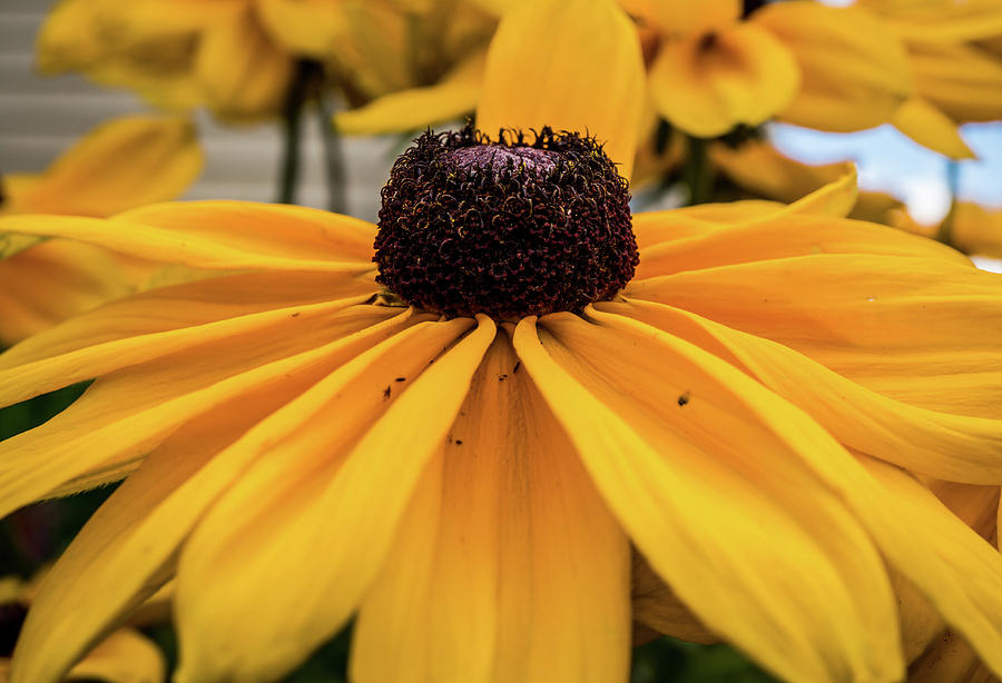 Blackeyed Susan flower Photograph by Lilia S