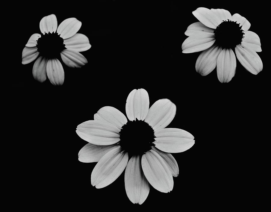 Blackeyed Susan In Black And White Photograph by James DeFazio