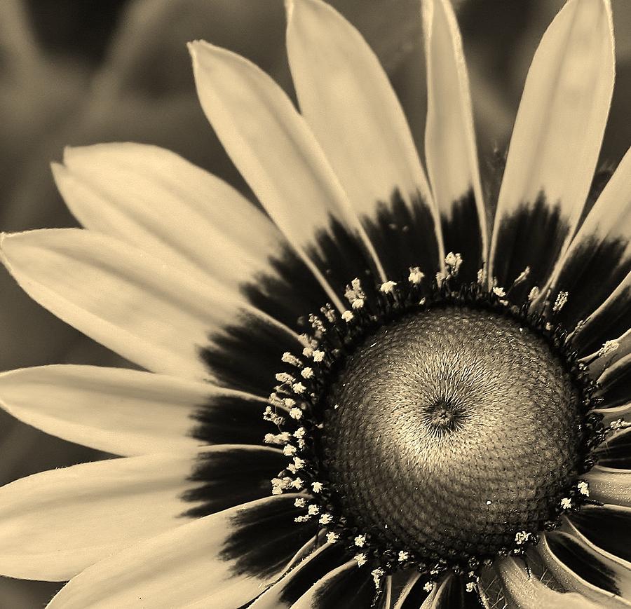 Nature Photograph - Blackeyed Susan in Sepia by Bruce Bley