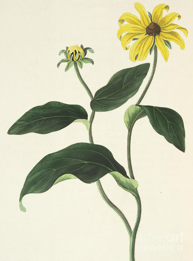 Sunflower Painting - Blackeyed Susan or Rudbeckia hirta, Vintage Botanical Print by Margaret Roscoe