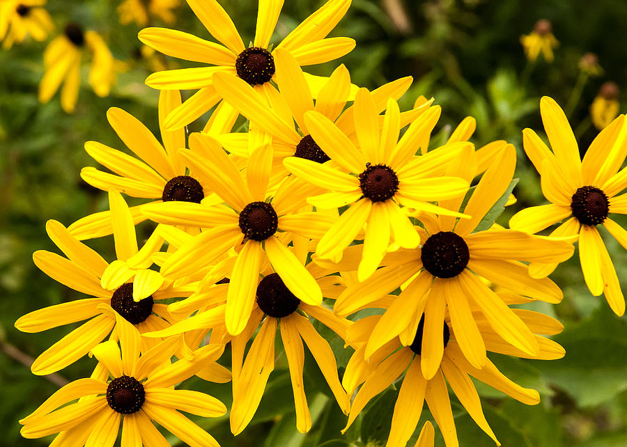 Blackeyed Susan Photograph by Tom Potter