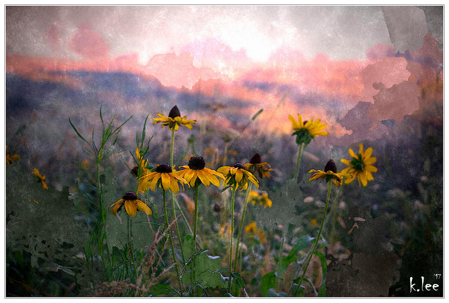Spring Mixed Media - Blackeyed Susans in Kentucky by Kimber Lee