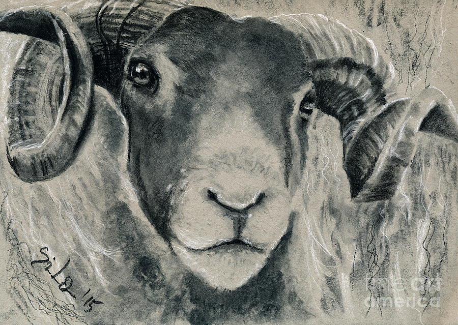 Blackface Mountain Sheep Drawing by Lidija Ivanek - SiLa