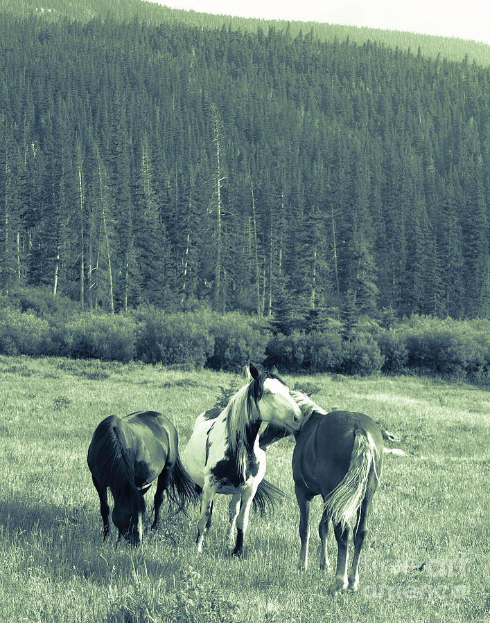 Blackfoot Wild Horses Photograph by Lucas Madorin Pixels