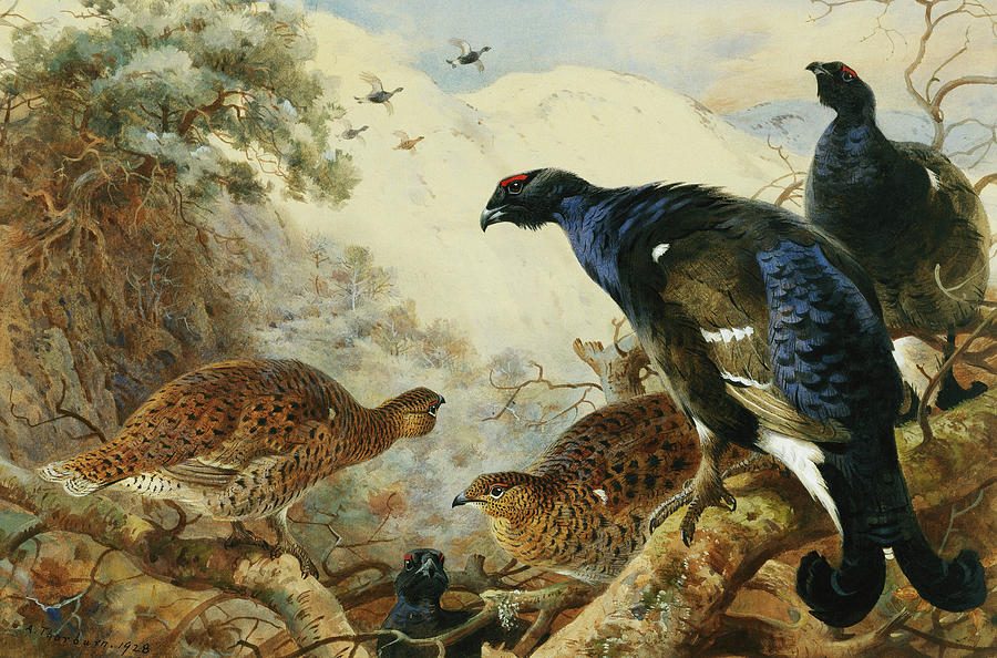 Archibald Thorburn Painting - Blackgame or Black Grouse by Archibald Thorburn