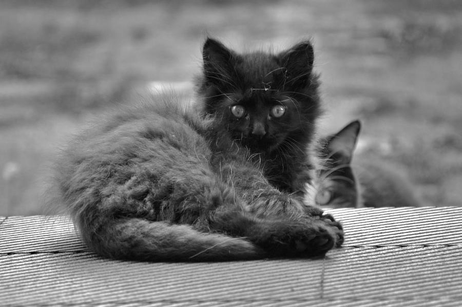 Cat Photograph - Blackie BartholoMEW by Reb Frost