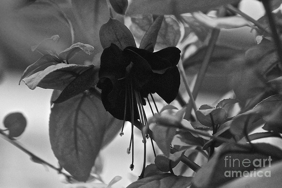 Flowers Still Life Photograph - Blackie Fushia by Leanne Matson