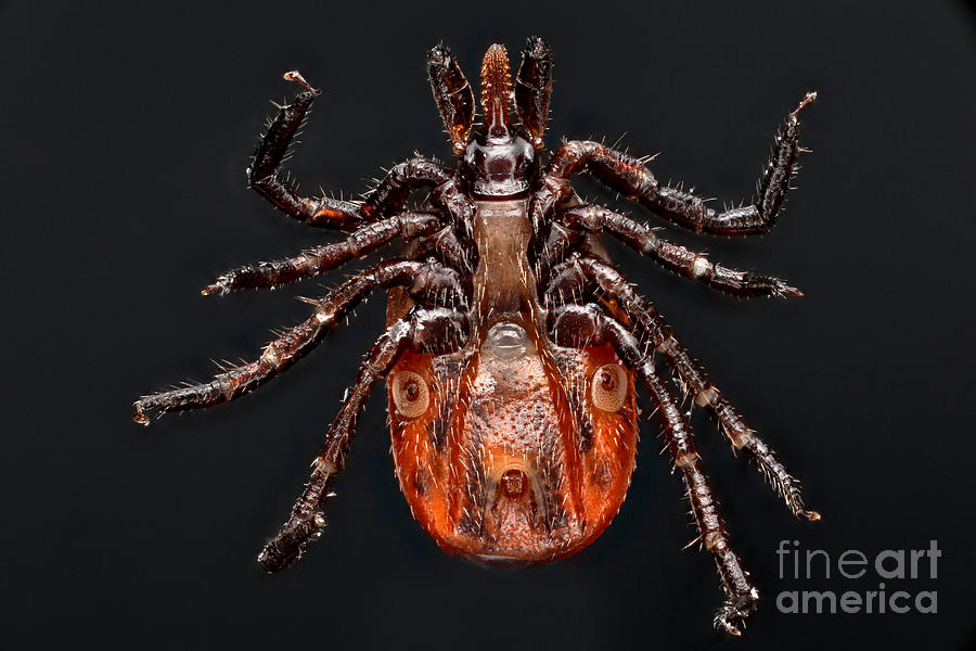 Blacklegged Tick Photograph by Macroscopic Solutions