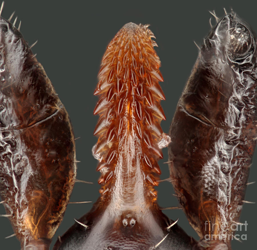 Blacklegged Tick Mouth Parts Photograph By Macroscopic Solutions Fine