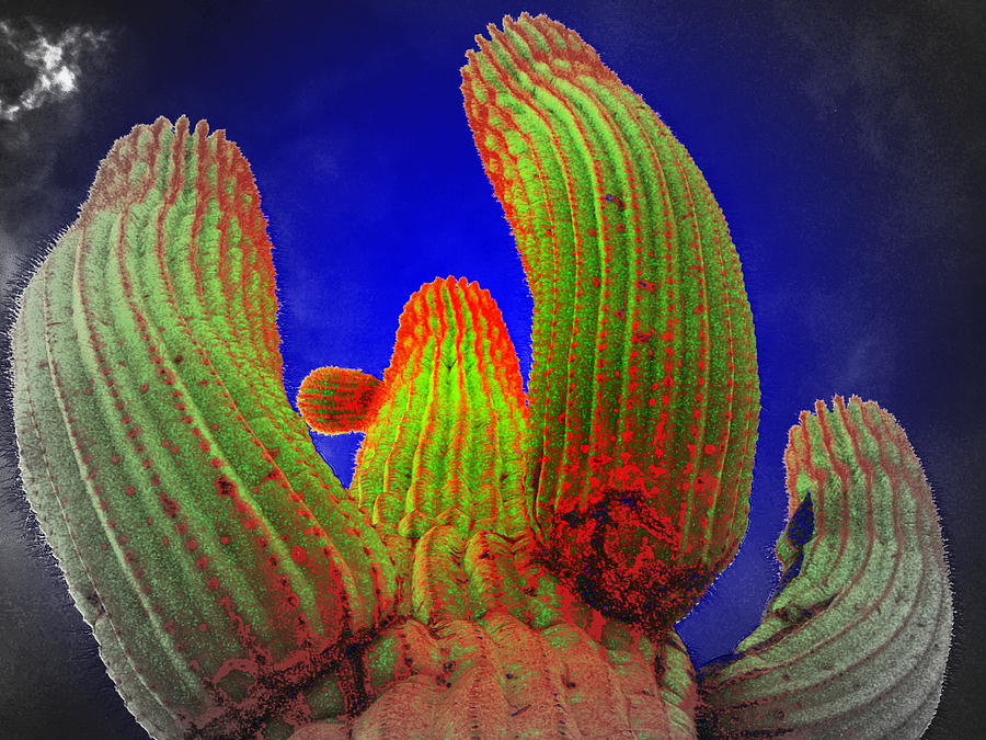 Desert Photograph - Blacklight Cactus by Allison Whitener