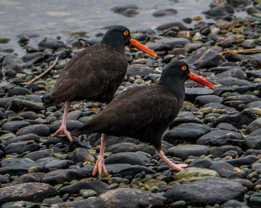 Blackoyster Catchers Photograph by Will LaVigne