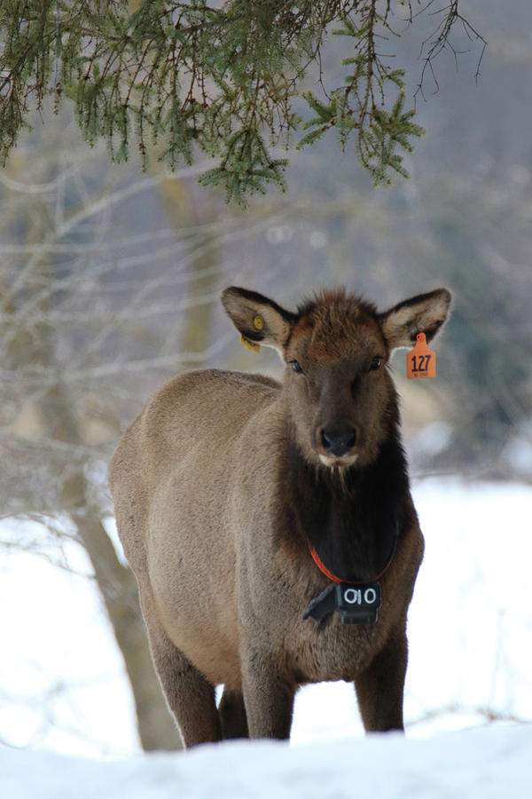 BlackRiver Elk aka Lulu Photograph by Brook Burling