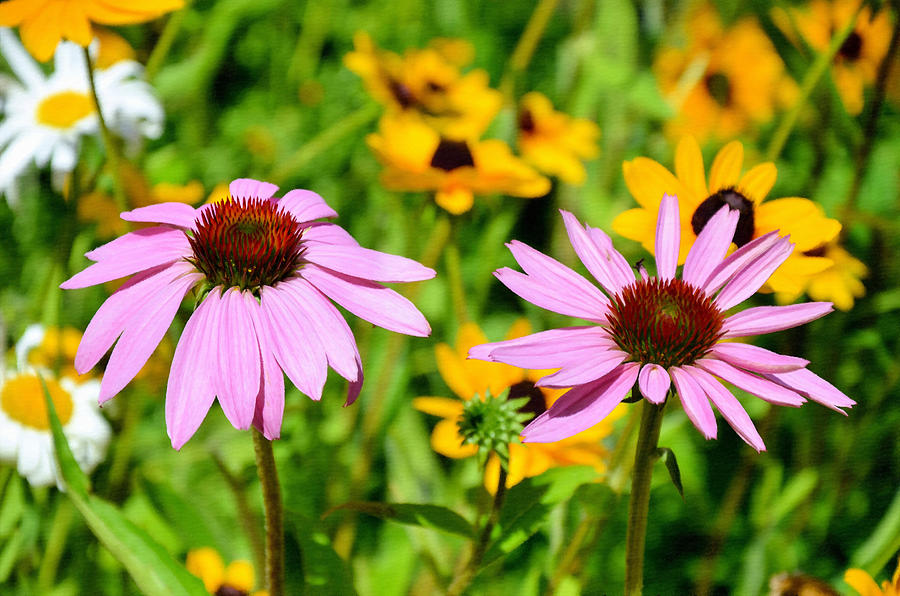 Blacksamson Echinacea 1 Painting by Jeelan Clark - Pixels