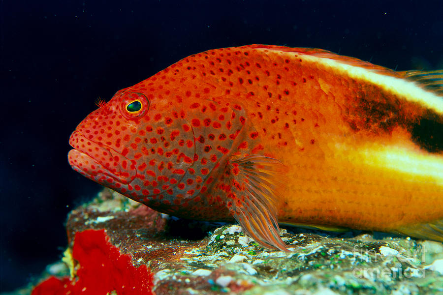 hawkfish