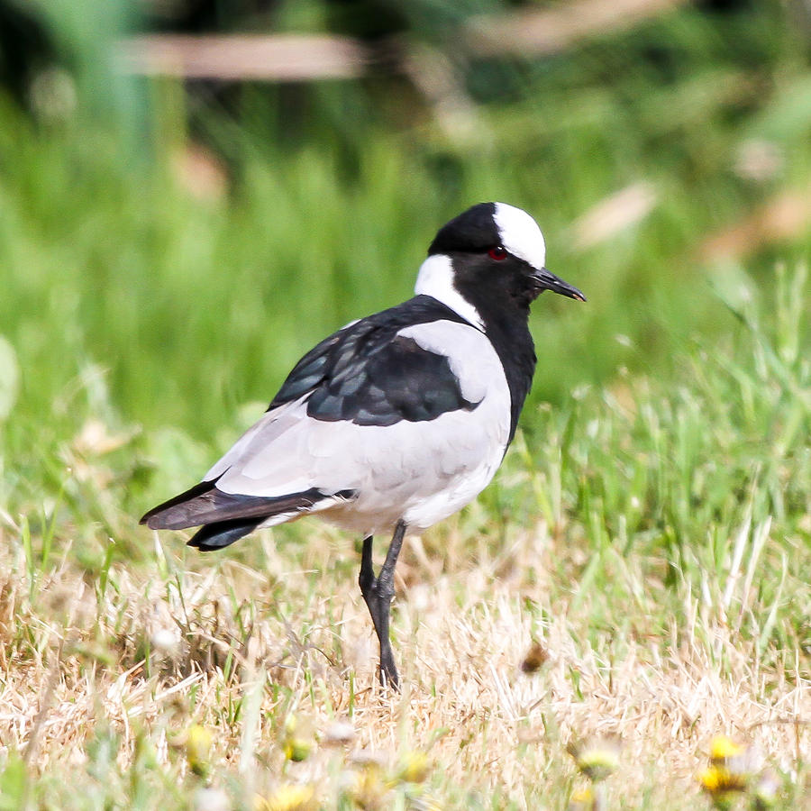 Blacksmith Lapwing Photograph by Dave Whited - Fine Art America