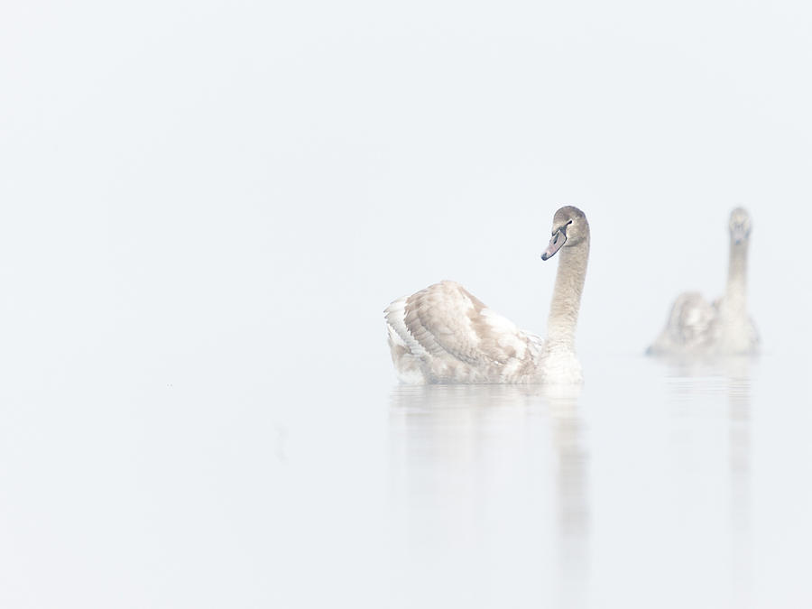 Swan Photograph - Blackswan by Niklas Banowski Wildlifephoto